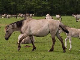 horses with foals photo