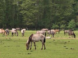 caballos con potros foto