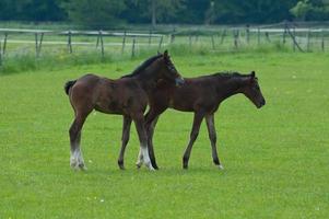 caballos norte Alemania foto