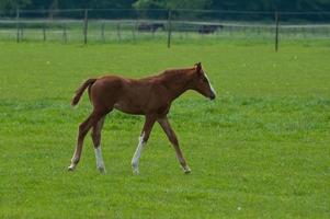 horses n germany photo