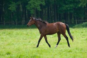 caballos norte Alemania foto