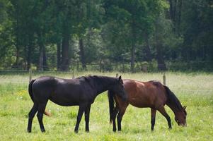 horses n germany photo