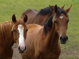 caballos con potros foto