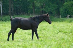 horses n germany photo