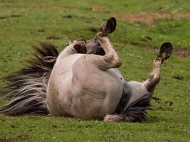 caballos con potros foto