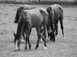 Horses in germany photo