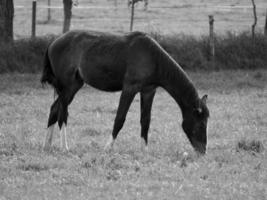 Horses in germany photo