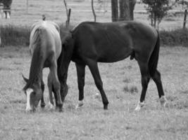 Horses in germany photo