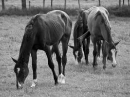 Horses in germany photo