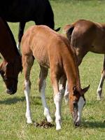 caballos en el muensterland alemán foto