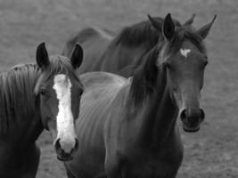 wild horses in germany photo