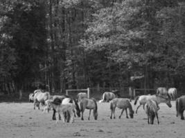 Horses on a german field photo