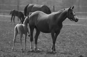 caballos en westfalia foto