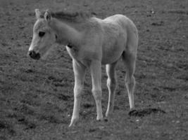 Horses in westphalia photo