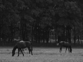 wild horses in germany photo