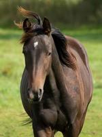 horses in the german munsterland photo