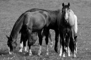 caballos en westfalia foto