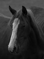 wild horses in germany photo