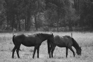 caballos en westfalia foto