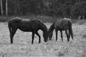 horses in westphalia photo