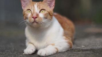 Closeup adorable ginger cat. video