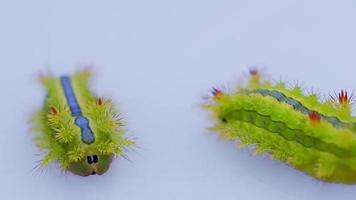 Closeup Order Lepidoptera, Poisonous Caterpillars. video
