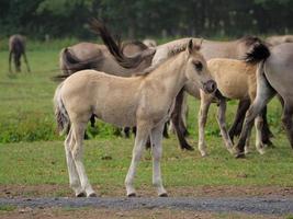 wild horses and foals in germany photo