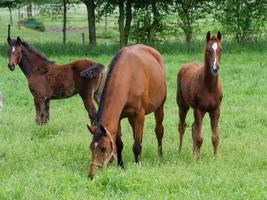 horses  at spring time in germany photo