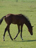 horses on a field in germany photo