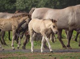 many horses and foals photo