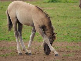 horses and foals in germany photo