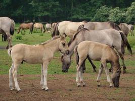 caballos y potros en alemania foto