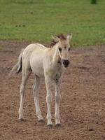 wild german horses photo