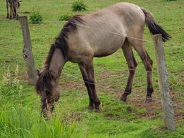 horses and foals in germany photo