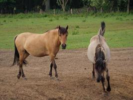 wild german horses photo