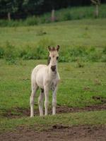 horses and foals in germany photo