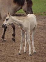 wild german horses photo