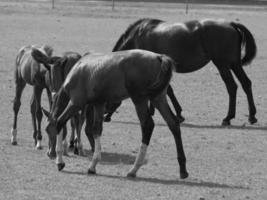 Horses on a german field photo