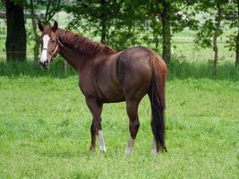 horses  at spring time in germany photo