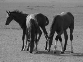 wild horses and folas photo