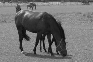 wild horses and folas photo