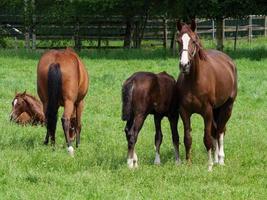 horses  at spring time in germany photo