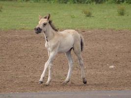 muchos caballos y potros foto