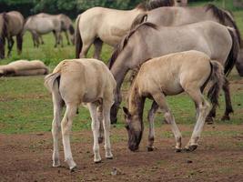 horses and foals in germany photo