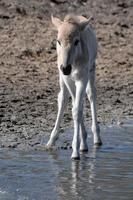 muchos caballos y potros foto