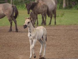 many horses and foals photo