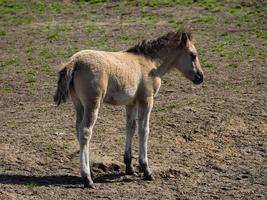 many horses in germany photo