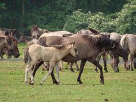 many horses and foals photo