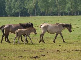 salvaje caballos y potros en Alemania foto