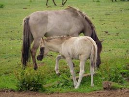 many horses and foals photo